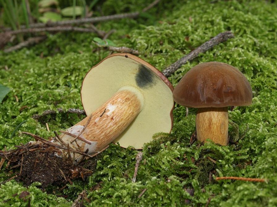 To svampe på mos